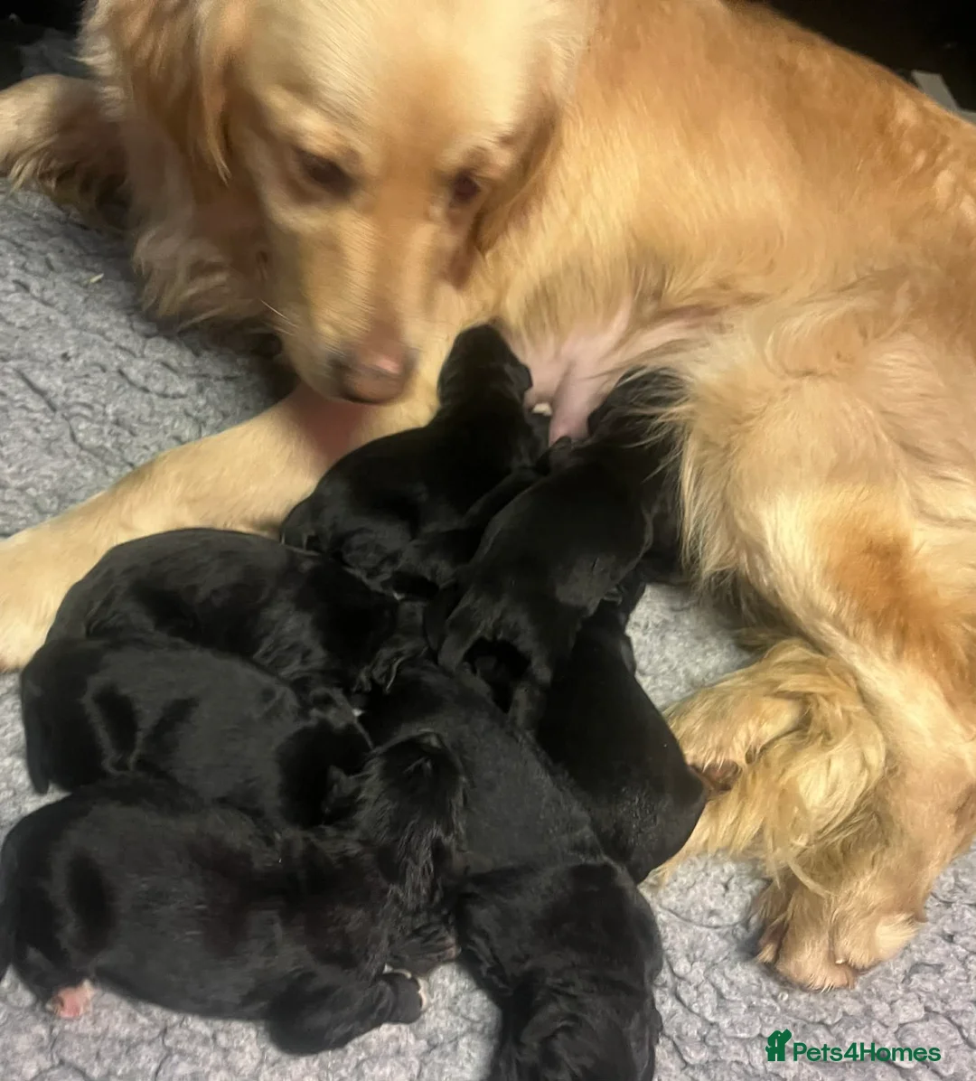 Bernese Mountain Dog dogs for sale: Pet Trained Bernese x Golden Retriever Male Pups - Advert 11