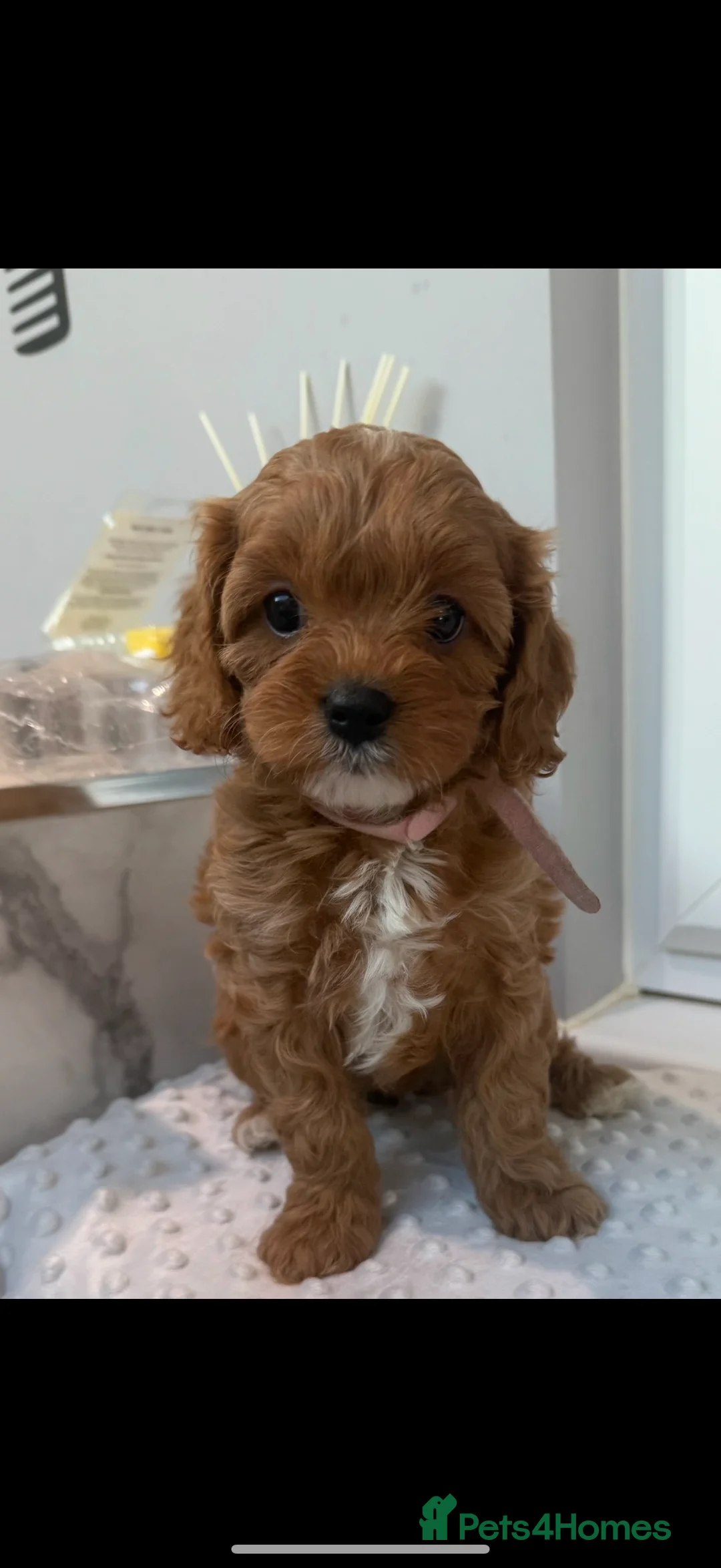 Cavapoo dogs for sale: Beautiful F1 Red Cavapoos- Health Tested - Advert 26