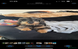 Dachshund dogs for sale: 2 left! standard dachshund puppies ready now! - Image 26