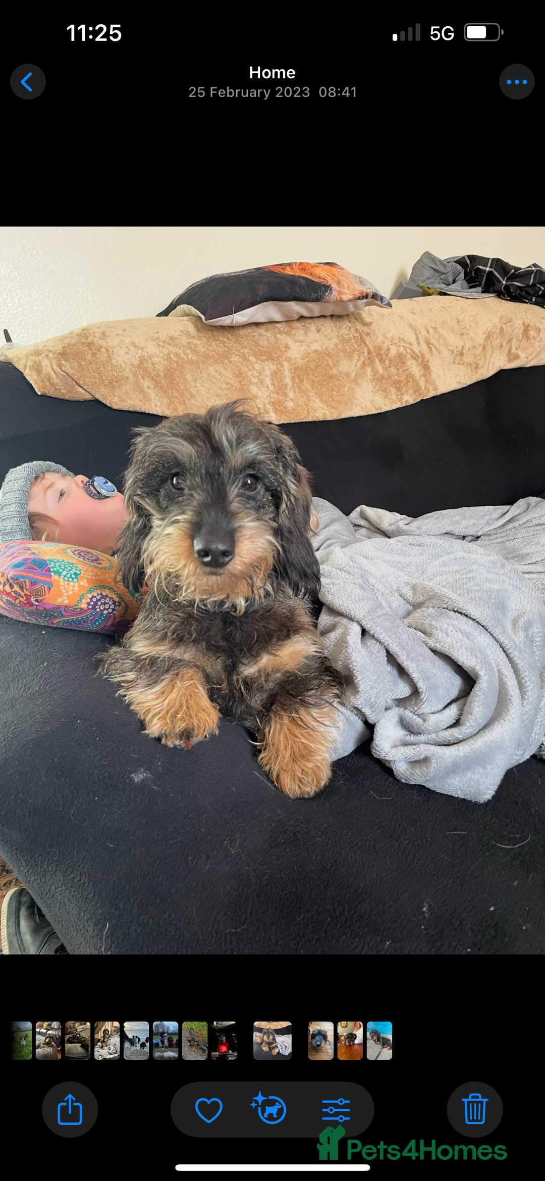 Dachshund dogs for sale: 2 left! standard dachshund puppies ready now! - Image 26