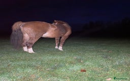 Welsh Section C horses for sale: colt for sale  - Image 3