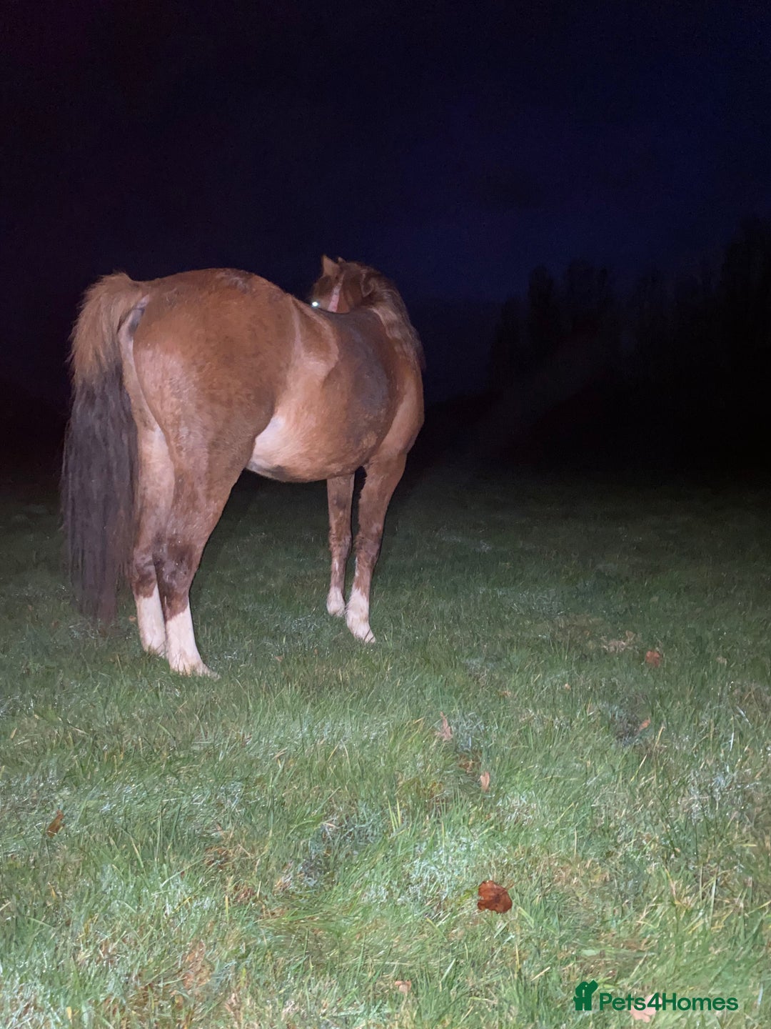 Welsh Section C horses for sale: colt for sale  - Image 3