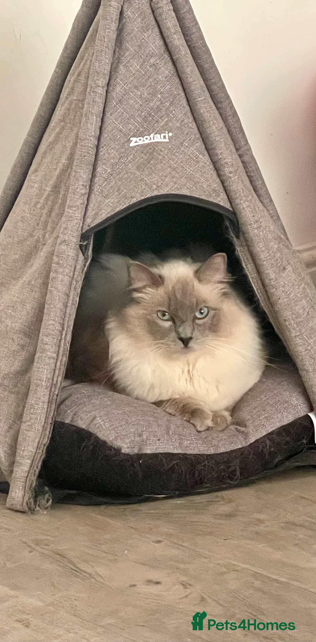 Ragdoll cats for stud: GCCF Proven Stud carrying chocolate in Glasgow - Advert 23