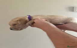 Labrador Retriever dogs for sale: LABRADOR PUPPIES - Image 13