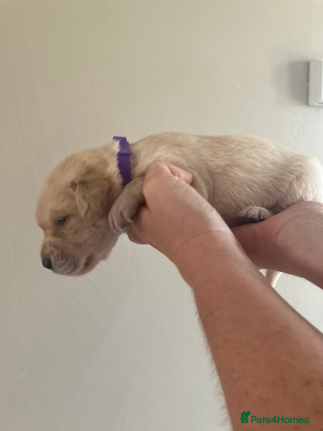 Labrador Retriever dogs for sale: LABRADOR PUPPIES - Image 13