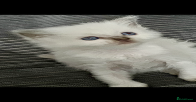 Ragdoll cats ♥️ ADORABLE GCCF BABIES 💙 - Advert 11