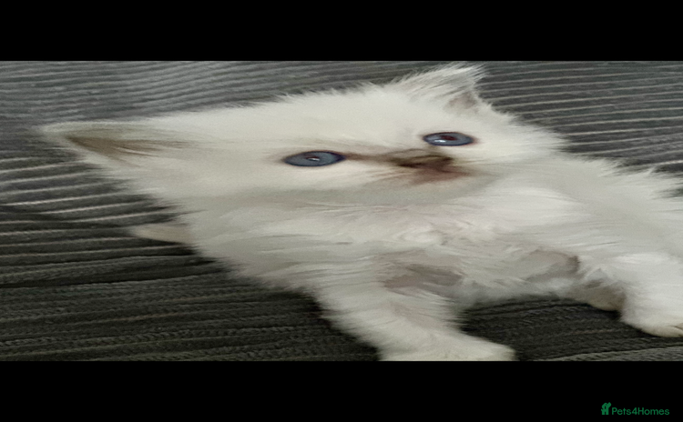 Ragdoll cats ♥️ ADORABLE GCCF BABIES 💙 - Advert 2