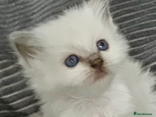 Ragdoll cats ♥️ ADORABLE GCCF BABIES 💙 - Advert 16