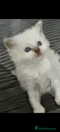 Ragdoll cats ♥️ ADORABLE GCCF BABIES 💙 - Advert 2