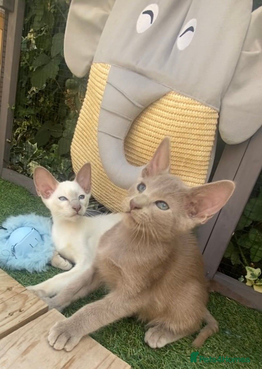 Siamese cats for sale: Siamese/oriental  - Image 8