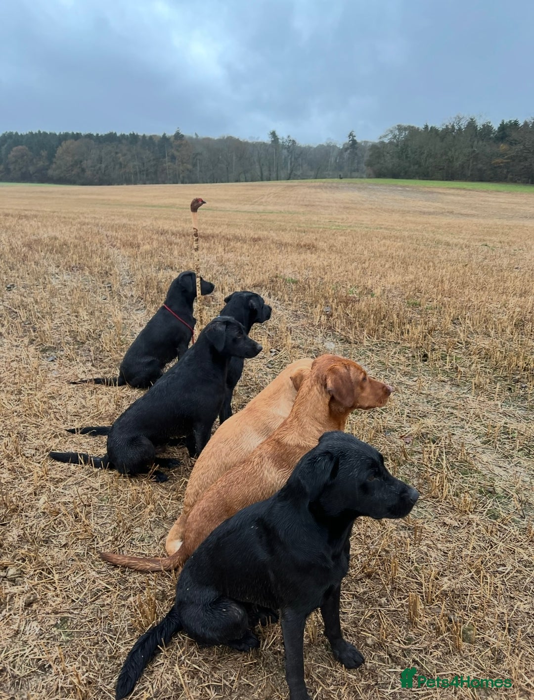 Labrador Retriever dogs for sale: Kc registered, family & working puppies for sale  - Advert 7