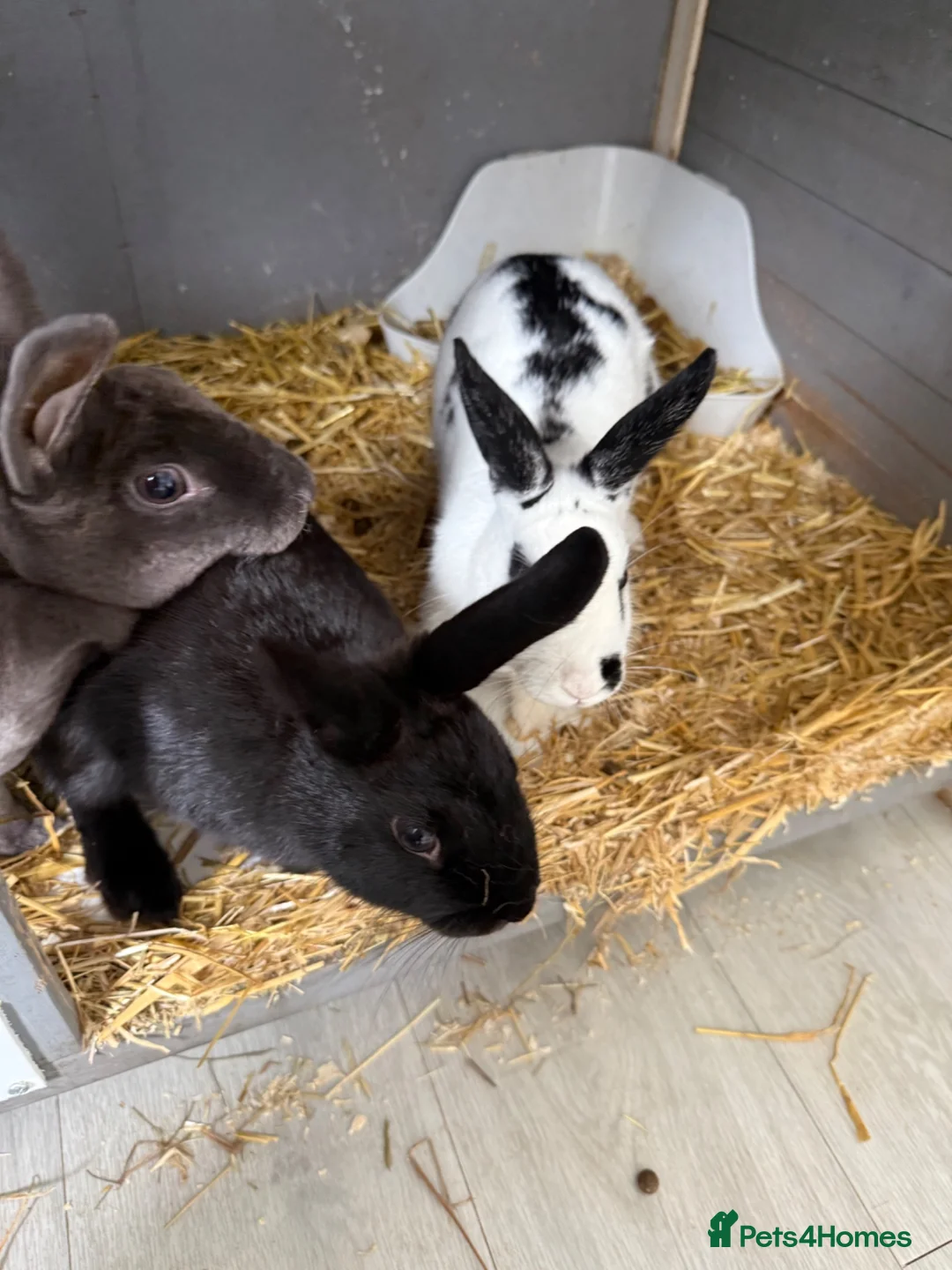 Mixed Breed rabbits for sale: Mixed Rex breed  - Advert 2