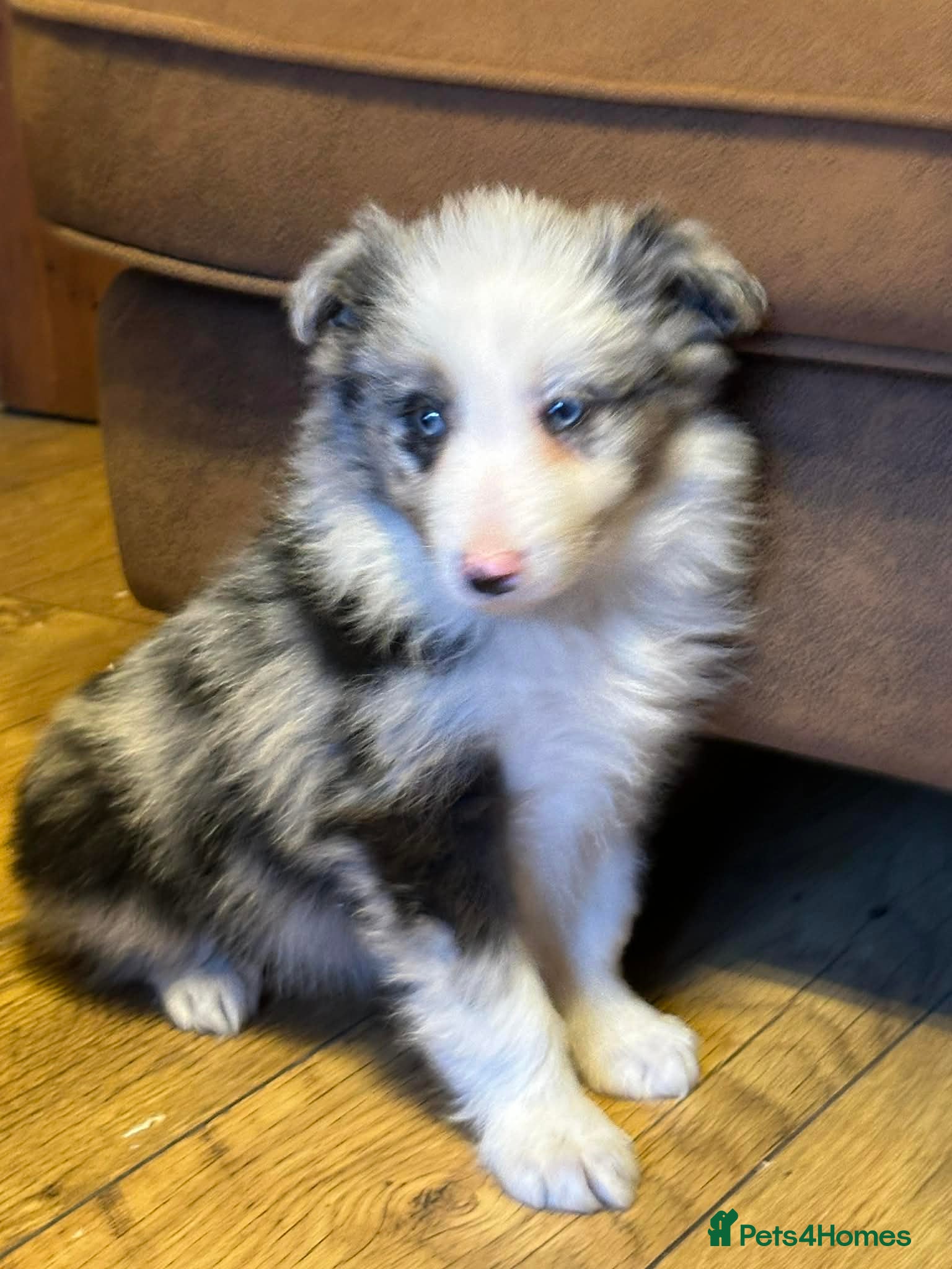 Border Collie dogs Stunning border collie puppies  - Advert 18