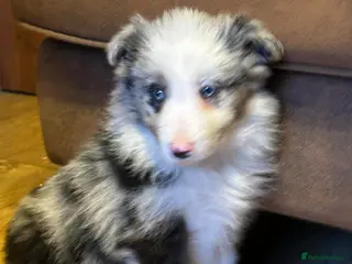 Border Collie dogs Stunning border collie puppies - Advert 18