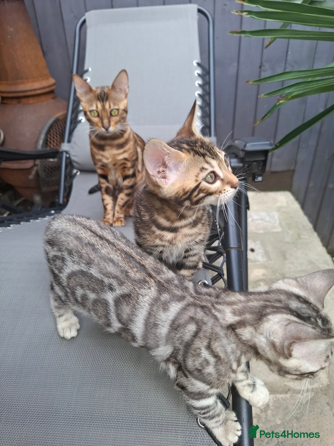 Bengal cats for sale: Show quality pure bengal kittens. - Image 31