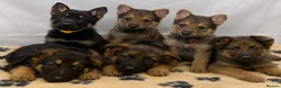 German Shepherd dogs for sale: KC Registered & Health Tested Working Line Puppies - Advert 8