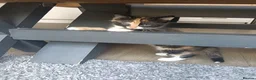 Mixed Breed cats for sale: 4 Beautiful cheeky kittens  - Advert 8