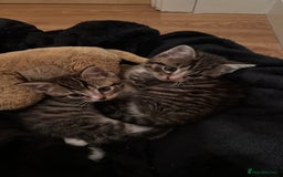 Domestic Shorthair cats for sale: 5 Tabby & Tuxedo kittens for sale - Image 17