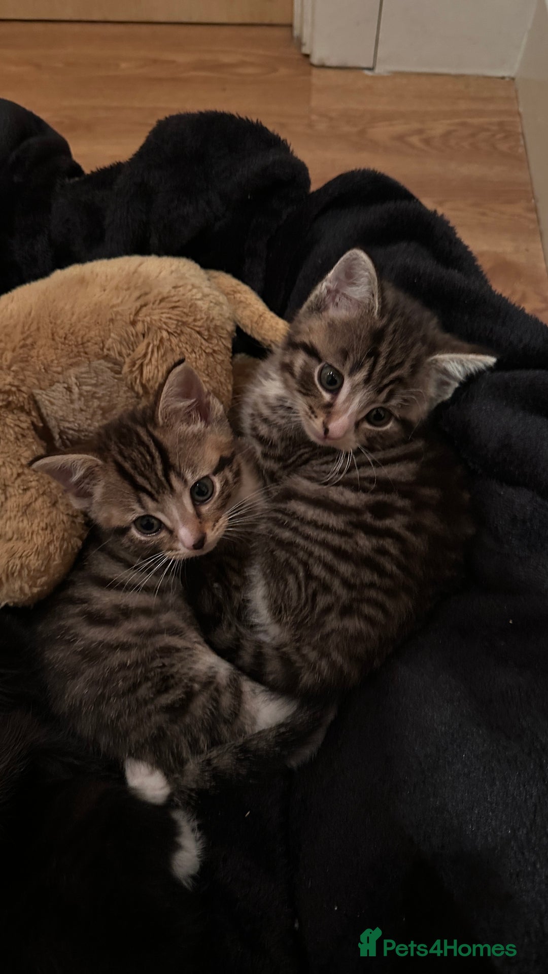 Domestic Shorthair cats for sale: 5 Tabby & Tuxedo kittens for sale - Image 17