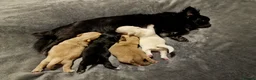 Chihuahua dogs for sale: Stunning Chihuahua Puppies Ready Soon 🐾 - Advert 2