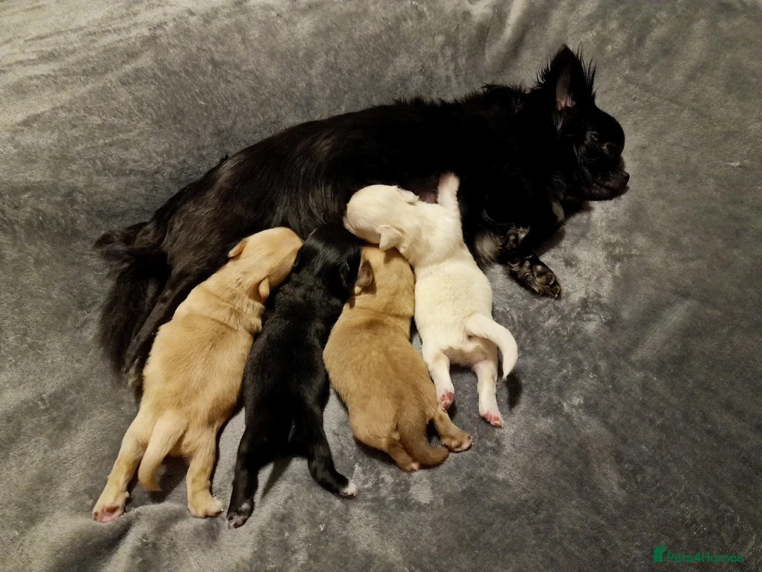 Chihuahua dogs for sale: Stunning Chihuahua Puppies Ready Soon 🐾 - Advert 2