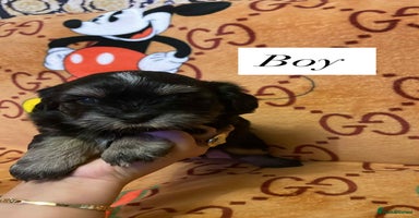 Bichon Frise dogs - Advert 12