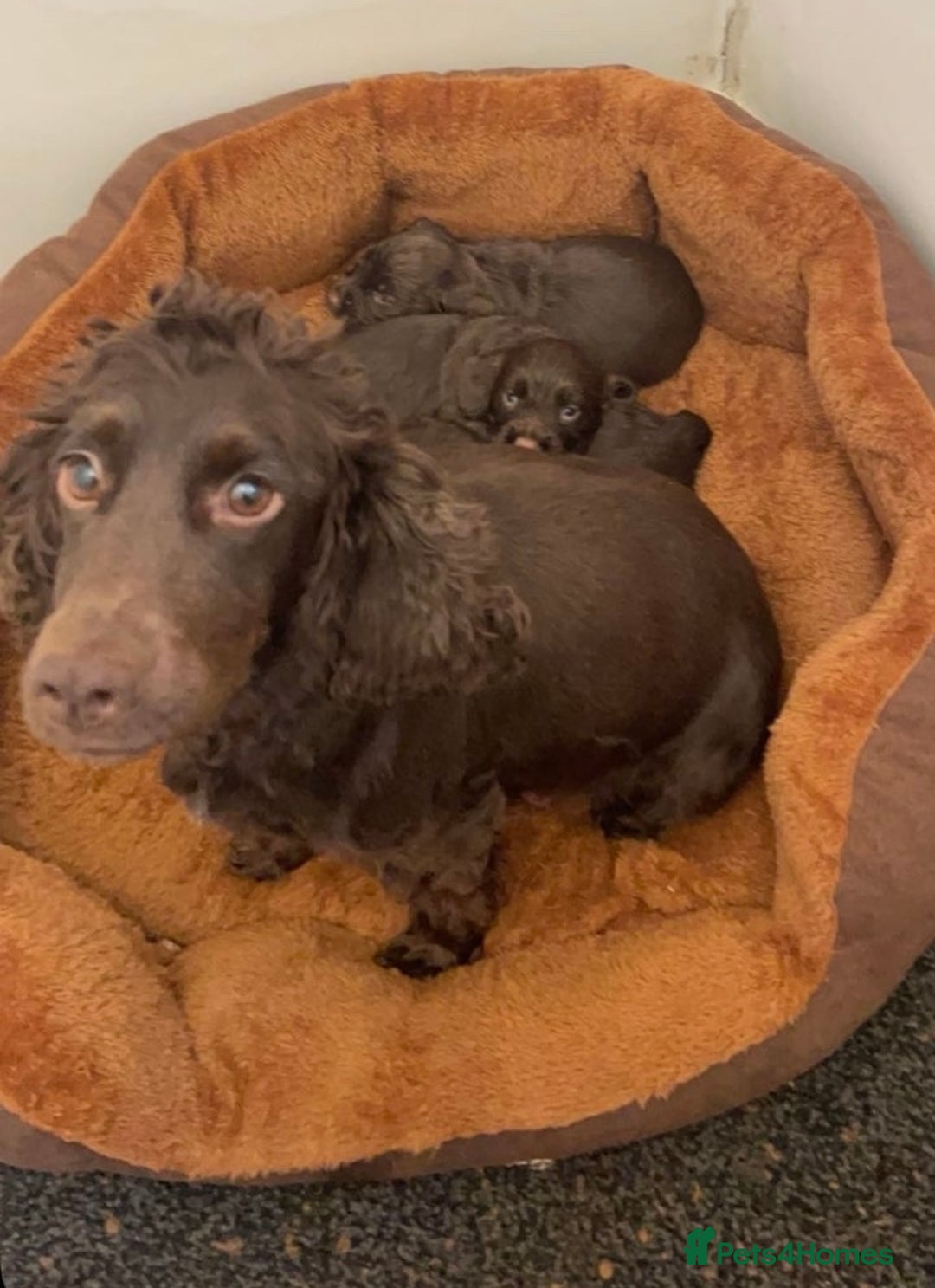 Cocker Spaniel dogs for sale: PEDIGREE COCKER SPANIEL PUPPIES  - Advert 9