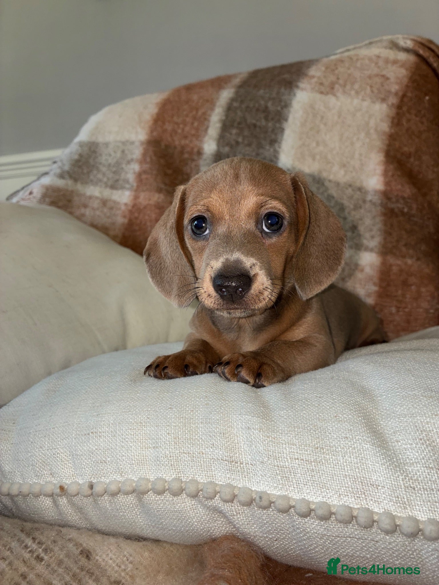 Miniature Dachshund dogs Miniature Dachshund  - Advert 1