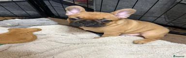 French Bulldog 1