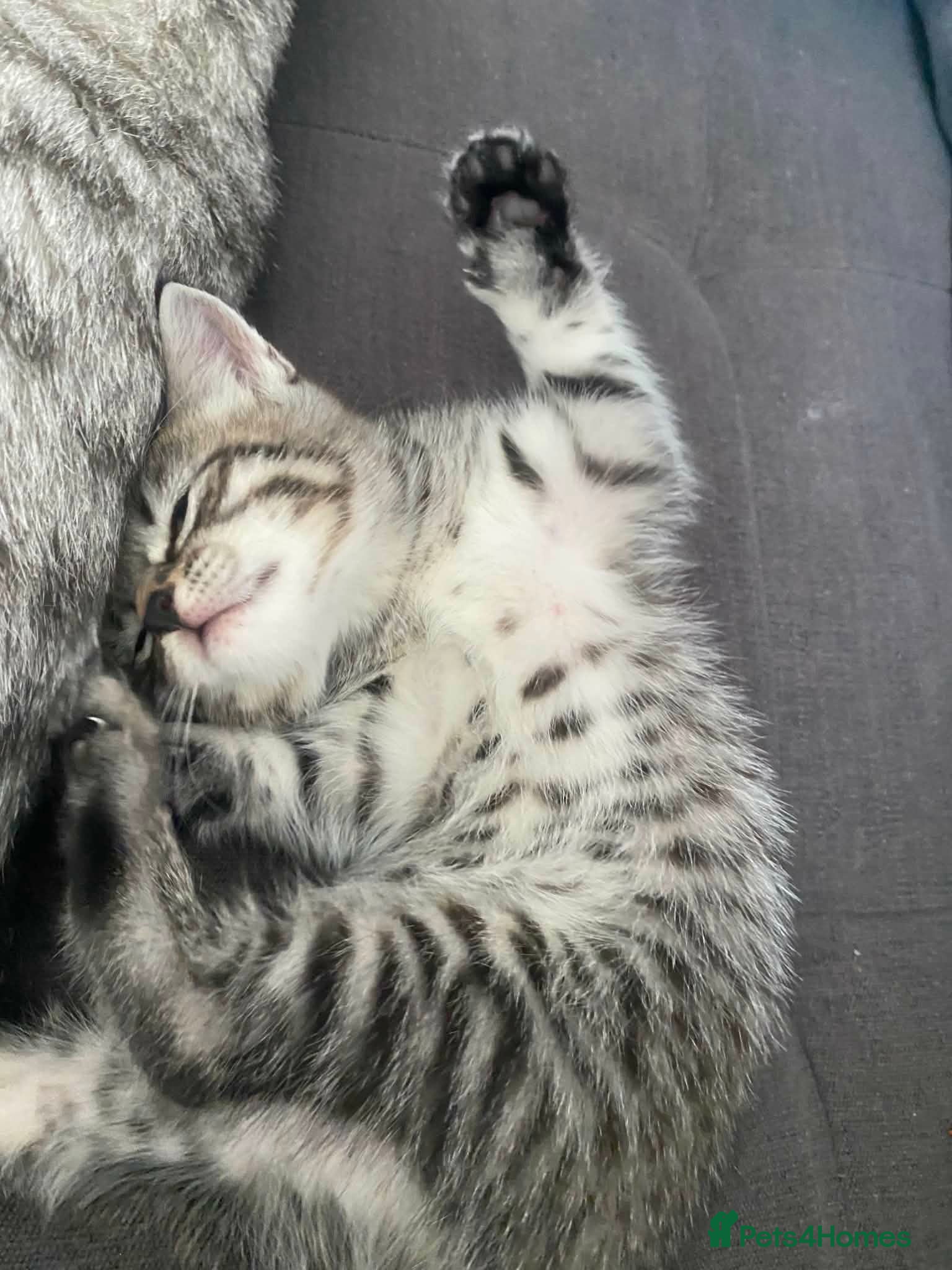 Mixed Breed cats Adorable Tabby Kitten Looking for a Loving Home 🐾 - Advert 14