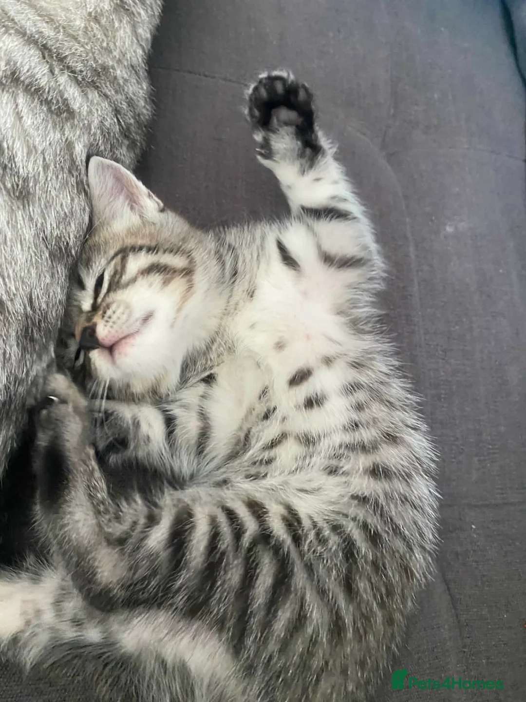 Mixed Breed cats for sale: Adorable Tabby Kitten Looking for a Loving Home 🐾 - Advert 1