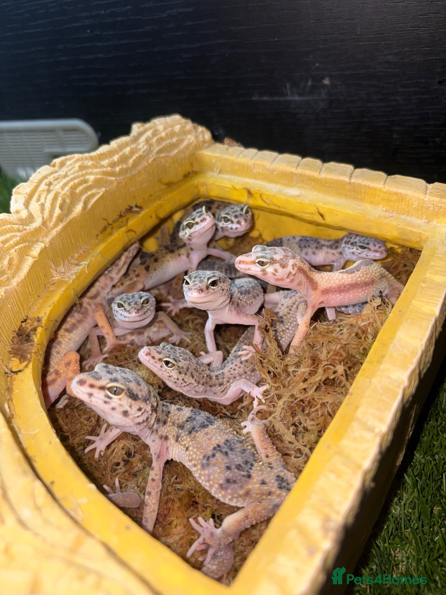 Leopard Gecko reptiles leopard hypo gecko  - Advert 2