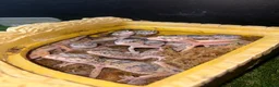 Leopard Gecko reptiles for sale: leopard hypo gecko  - Advert 2