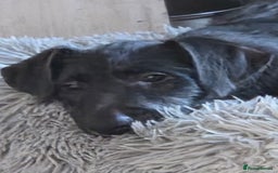 Deerhound dogs for sale: Scottish deerhound - Image 1