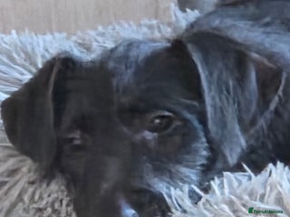 Deerhound dogs - Advert 4