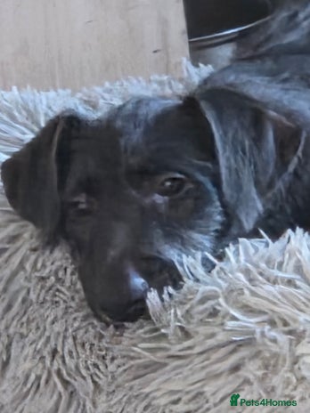 Deerhound dogs - Advert 2