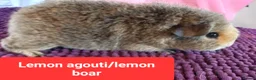 Guinea Pig rodents for sale: Rex sows/boars, Aby, cali guinea pigs. - Advert 8