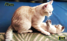 British Shorthair cats for sale: BSH Kittens Ready For New Homes Now - Image 20