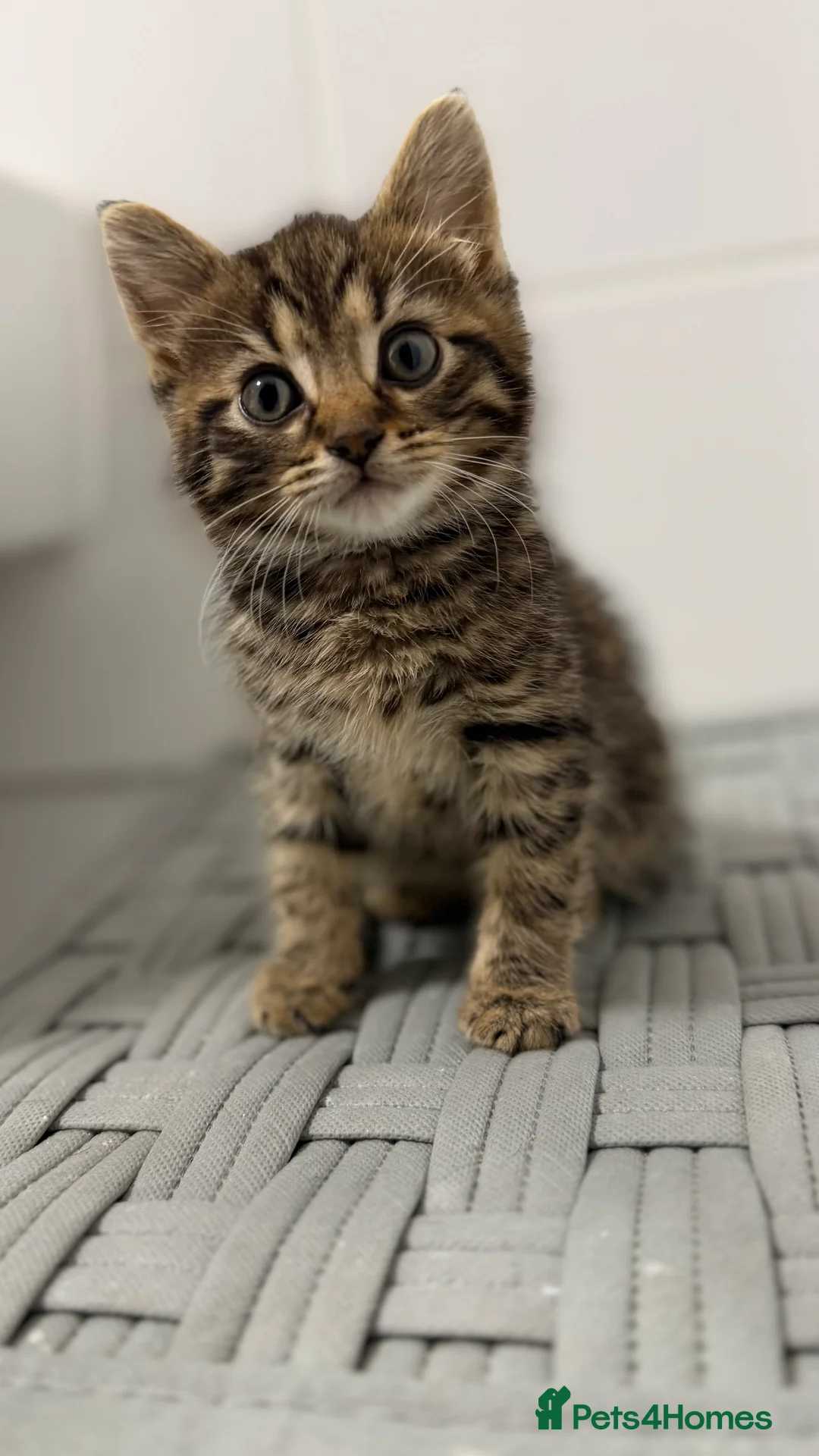 Mixed Breed cats for sale: Beautiful ragdoll x kittens  - Advert 1