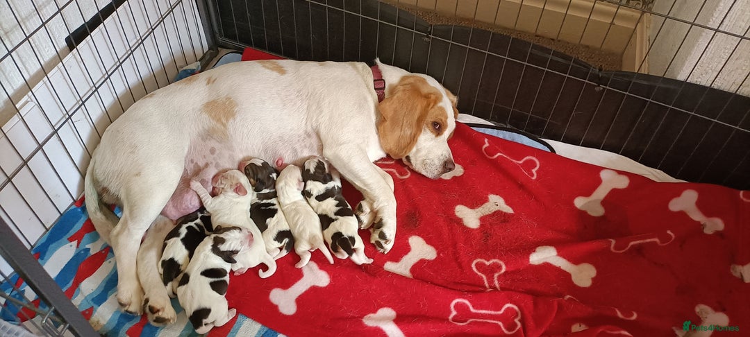 Beagle dogs for sale: Beautiful beagle puppies  - Image 10
