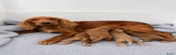 Cocker Spaniel dogs for sale: ✨EXCEPTIONAL SHOW COCKER SPANIELS✨ - Advert 9