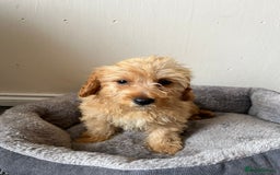 Cavachon dogs for sale: Cavapoochon 3 boys - Image 9