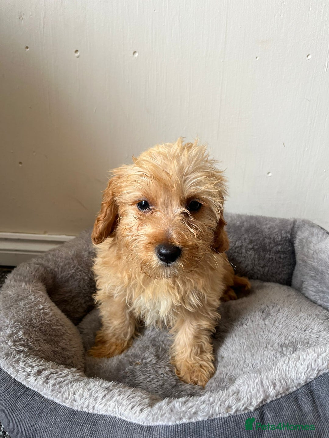 Cavachon dogs for sale: Cavapoochon 3 boys - Image 9