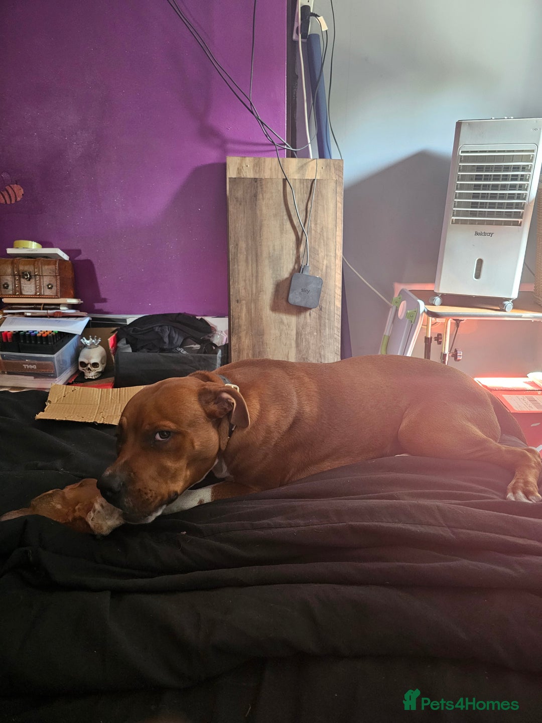Mixed Breed dogs for sale: Male Staffy  ** tiff x Ridgeback 1 year old - Advert 18