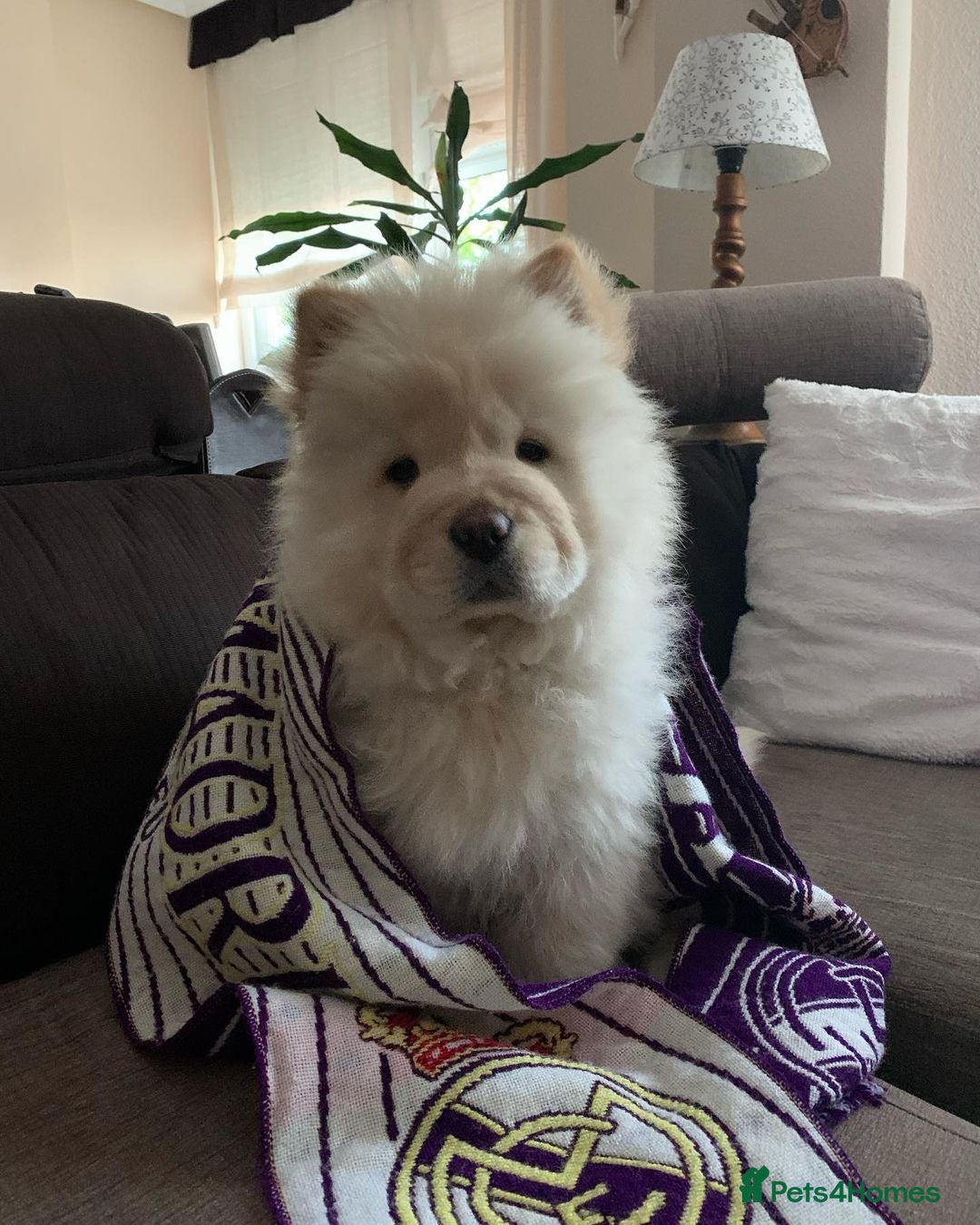 Chow Chow dogs for sale: Adorable Chow Chow puppy - Image 4