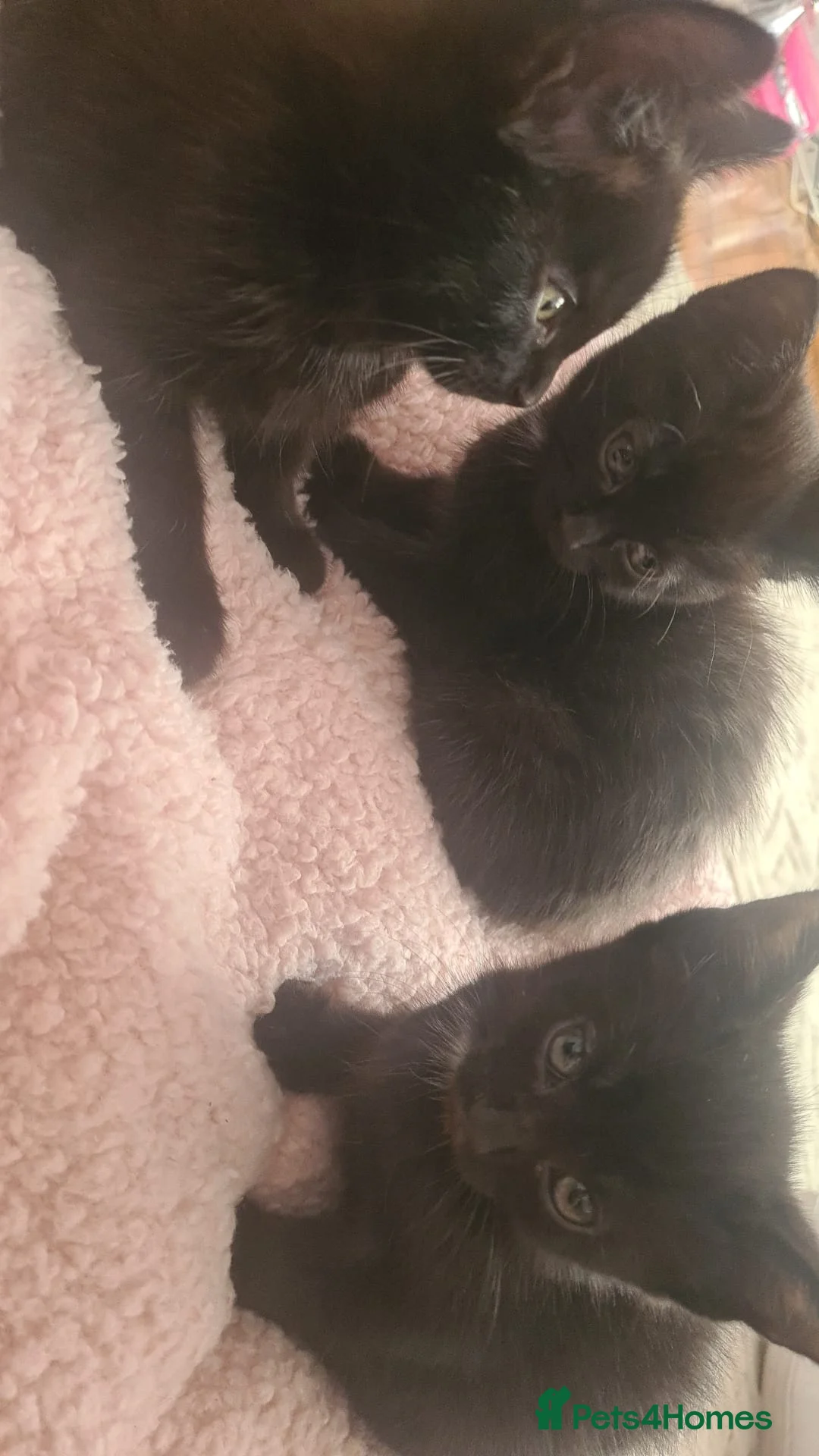 Mixed Breed cats for sale: Female black kittens  - Advert 6