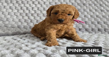 Toy Poodle dogs - Advert 2