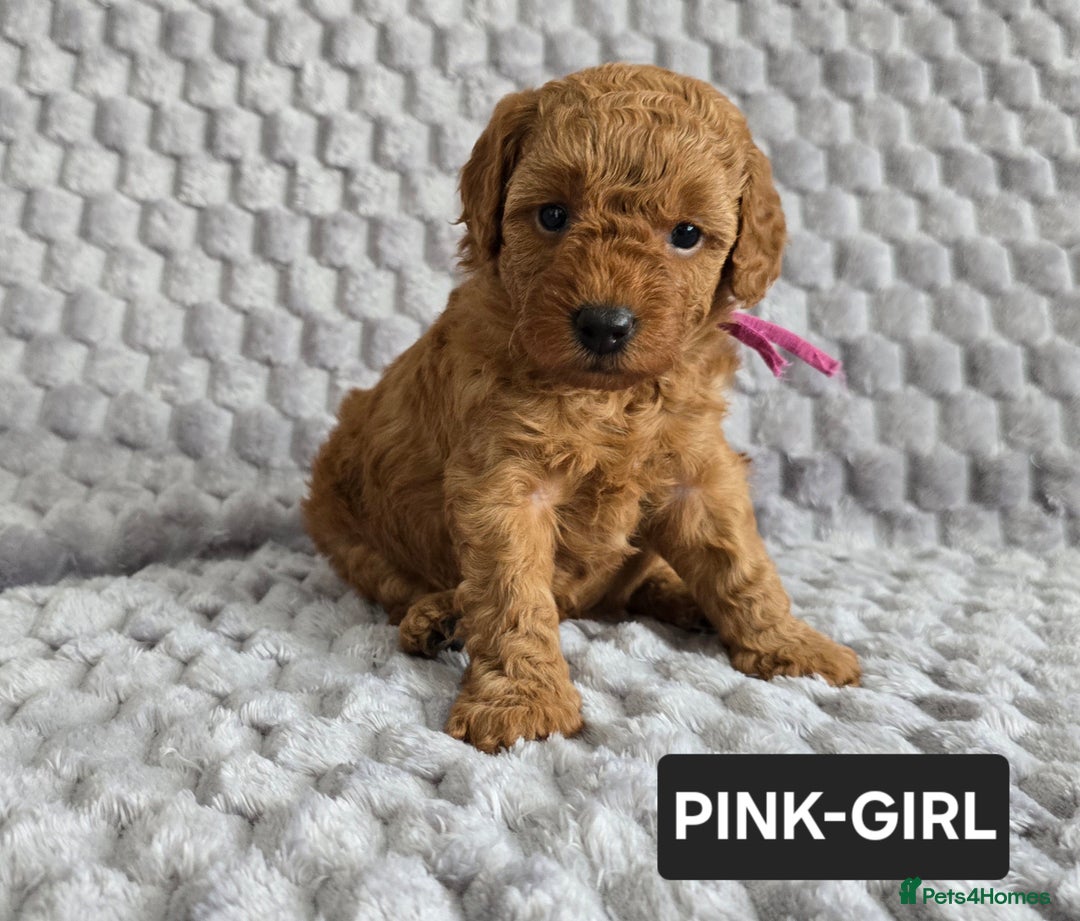Toy Poodle dogs for sale: STUNNING RED TOY POODLE 🤩🐶 - Image 3