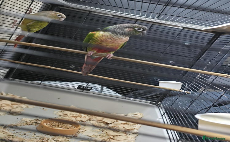 Conures birds - Advert 2