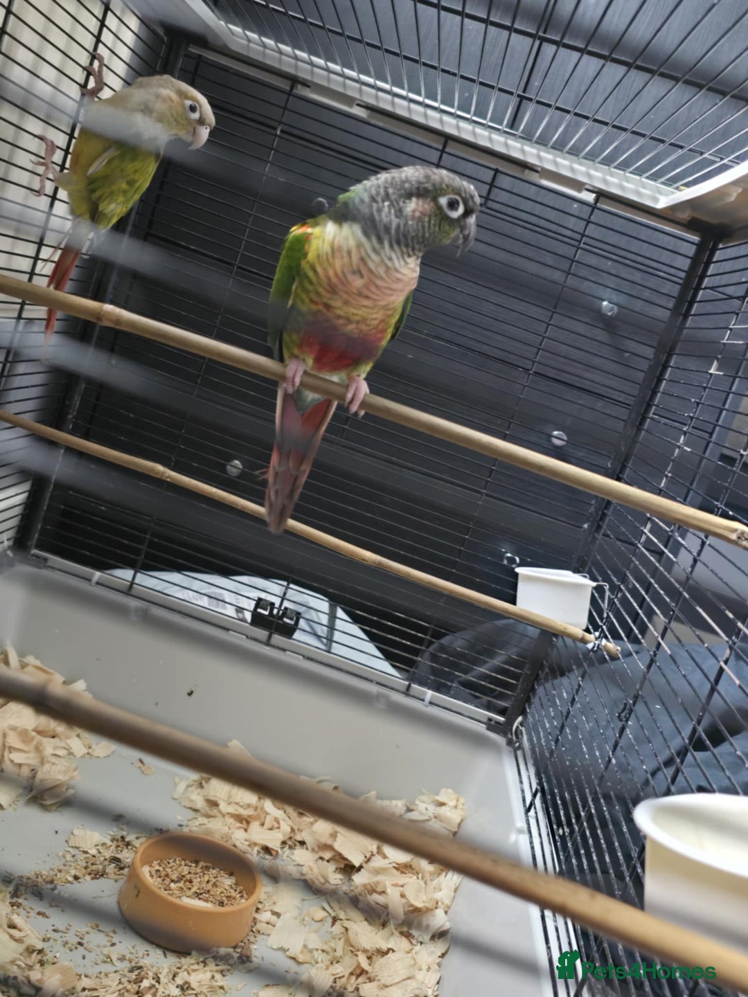 Conures birds for sale: Conures - Image 1